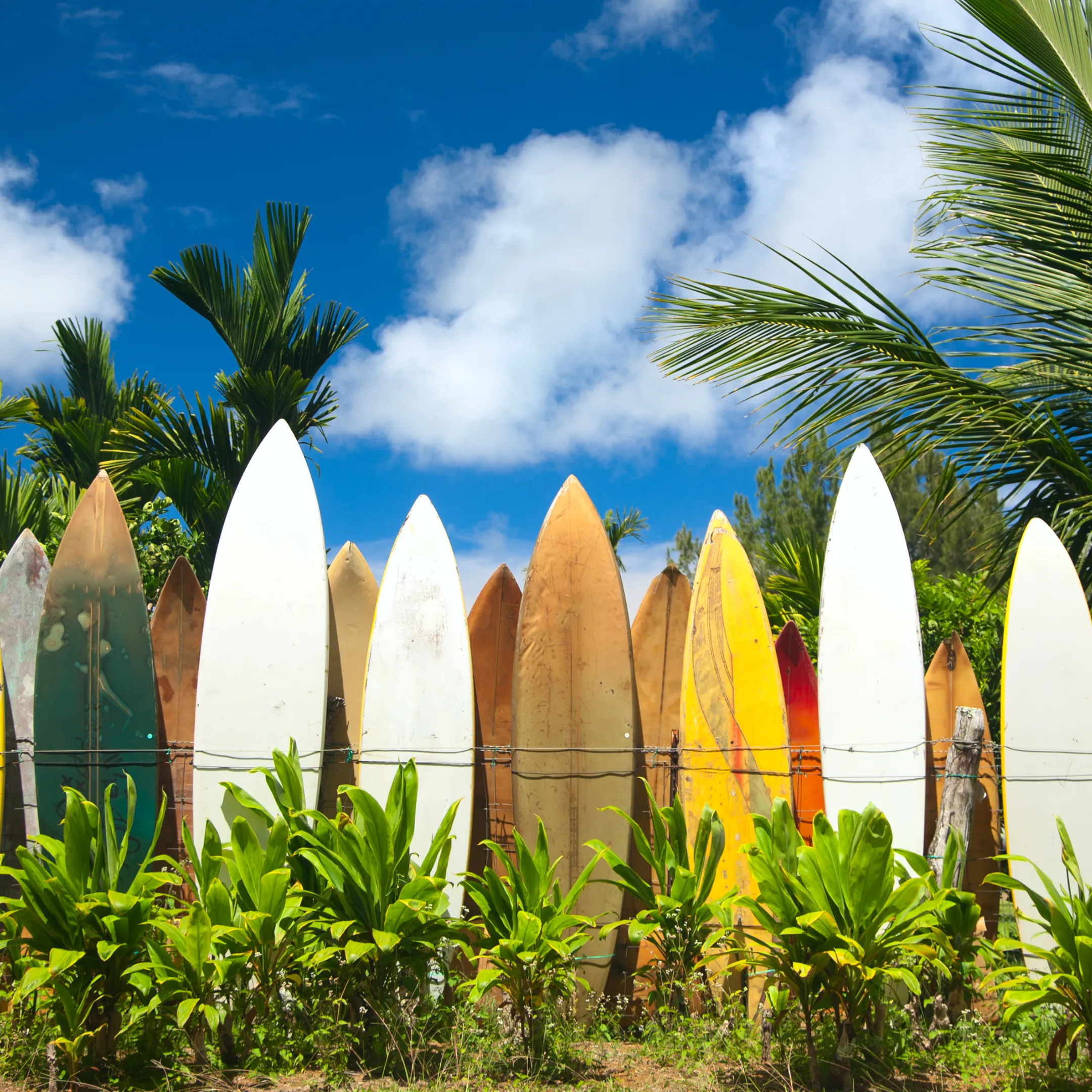 Pa & Ma Bendall Surfing Competition at Moffat Beach